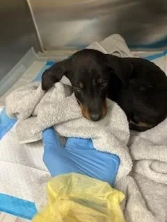 A baby small-sized male Dachshund dog named Jimmy for adoption in Thousand Palms, CA