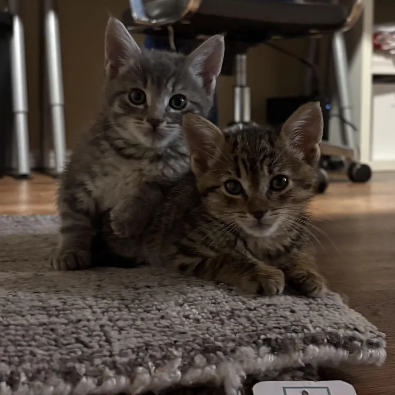 A baby medium-sized female Tabby (Gray / Blue / Silver) Domestic Short Hair cat named Tolkens for adoption in Santa Ana, CA