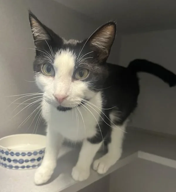 A young medium-sized male Domestic Short Hair cat named Texas Cowboy for adoption in Stratham, NH