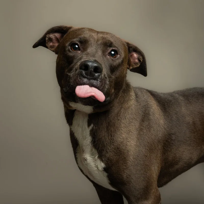 An adult medium-sized female Pit Bull Terrier dog named Jade for adoption in Richardson, TX