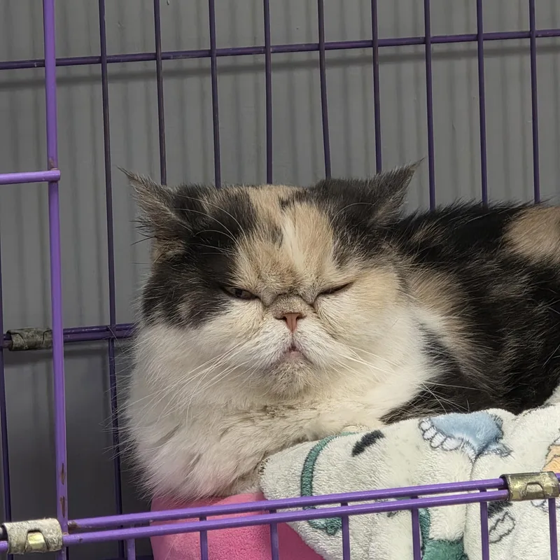 An adult large-sized female Exotic Shorthair cat named Angel for adoption in Hamburg, NY