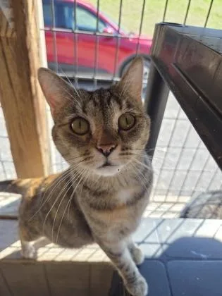 A young small-sized female Domestic Short Hair cat named Scarlet for adoption in Bloomsburg, PA