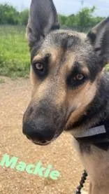 An adult medium-sized male Bicolor German Shepherd Dog dog named Mackie for adoption in Denton, TX