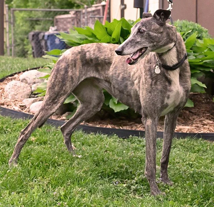 An adult medium-sized female Greyhound dog named Sabbath for adoption in Minneapolis, MN