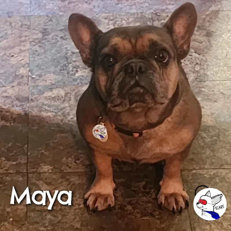 An adult medium-sized female Yellow / Tan / Blond / Fawn French Bulldog dog named Maya for adoption in Glendora, CA