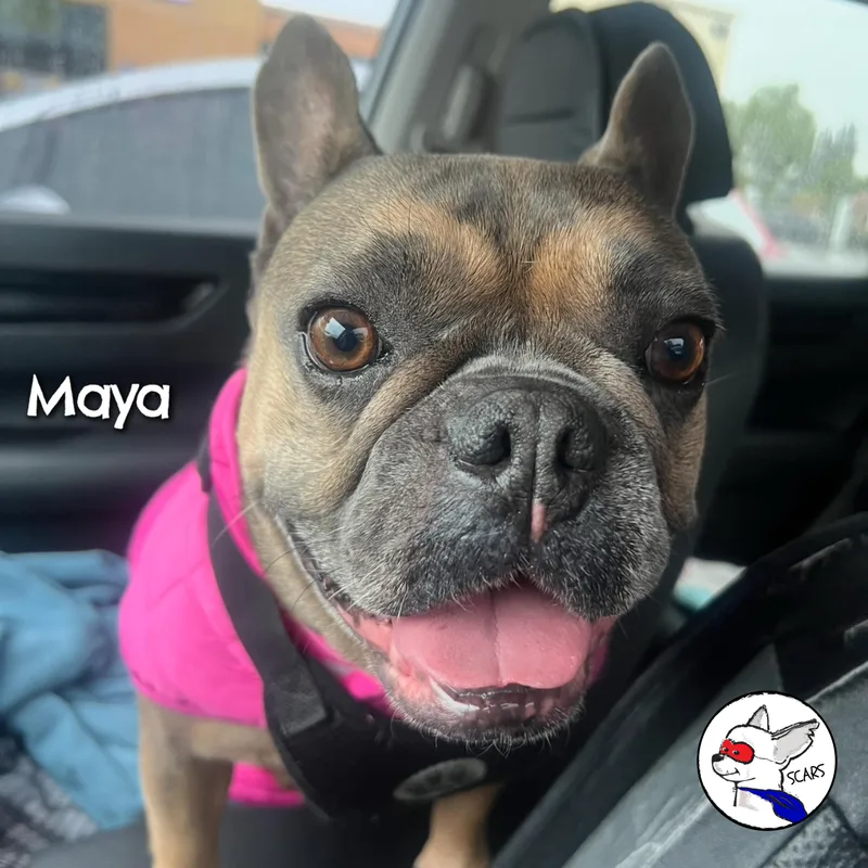 Maya thumbnail 2