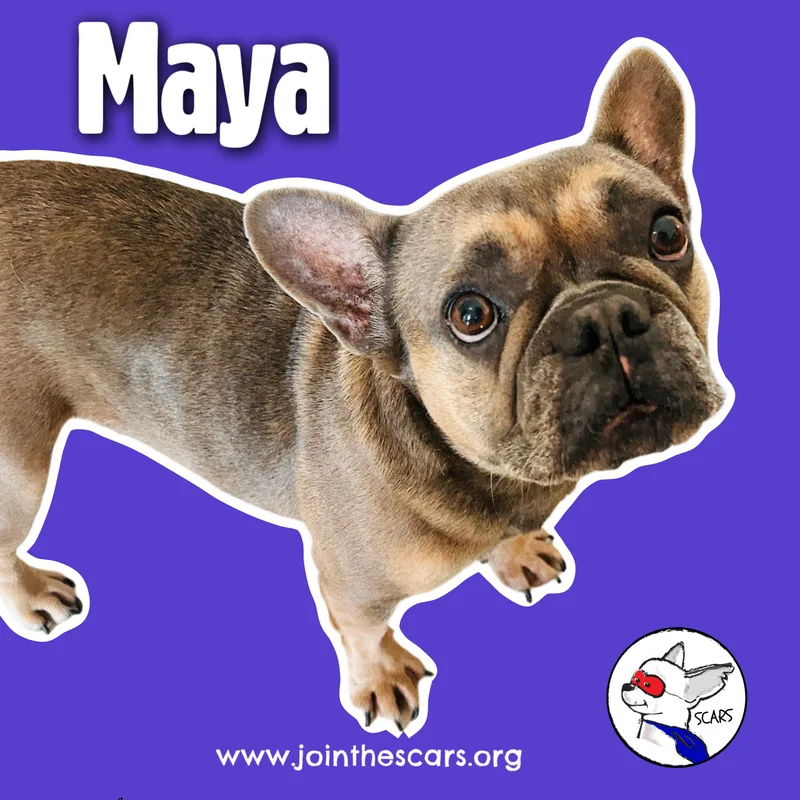 Maya thumbnail 4