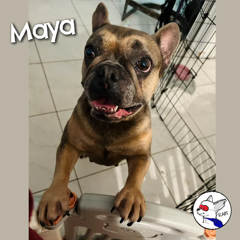 Maya thumbnail 5