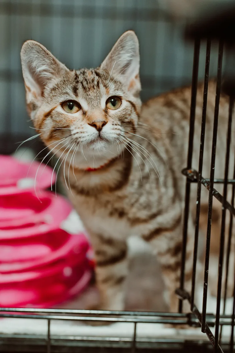 A young medium-sized female Tabby (Buff / Tan / Fawn) Domestic Short Hair cat named Jane for adoption in Le Mars, IA