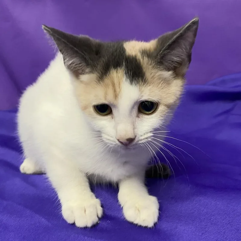 A baby small-sized female White Domestic Short Hair cat named Lambchop for adoption in North Myrtle Beach, SC