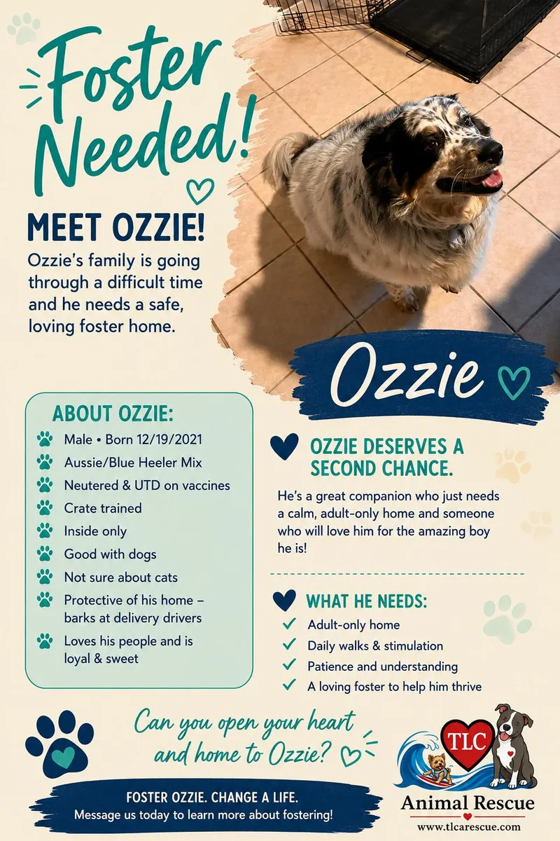 An adult medium-sized male Australian Shepherd dog named Ozzie for adoption in Cape May Court House, NJ