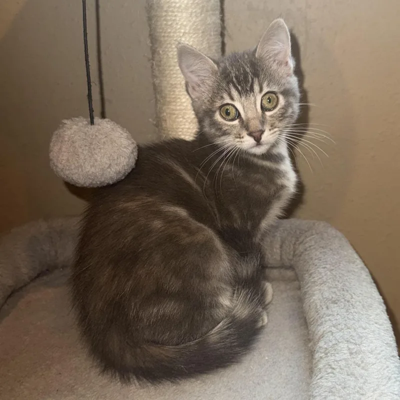 A baby small-sized female Gray / Blue / Silver Domestic Short Hair cat named Shadow for adoption in Los Angeles, CA