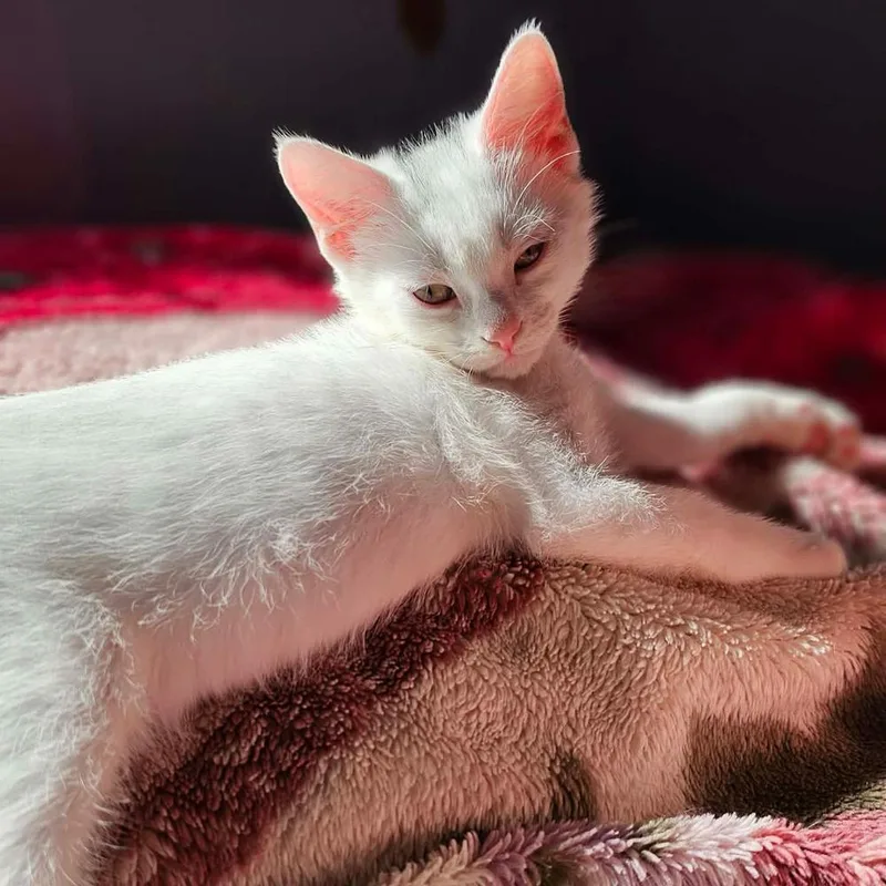 A baby small-sized male Gray & White Domestic Short Hair cat named Squeak for adoption in Chicago, IL