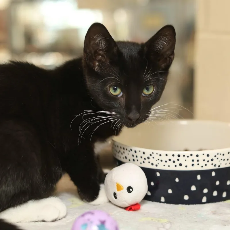 A baby small-sized male Black Domestic Short Hair cat named Deputy Peck for adoption in Evansville, IN