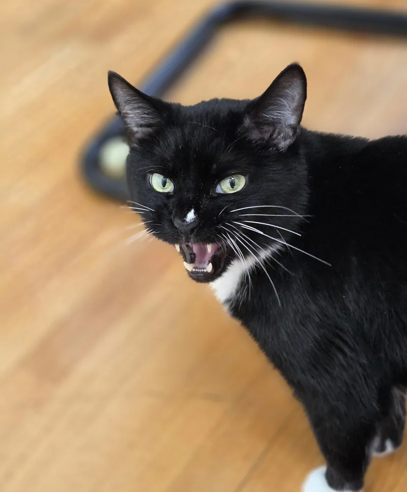 A senior medium-sized male Black & White / Tuxedo Domestic Short Hair cat named Steve for adoption in Pittsboro, NC