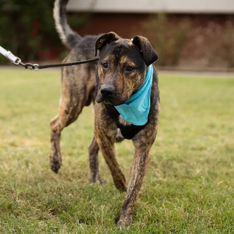 An adult large-sized male German Shepherd Dog dog named Anakin for adoption in Evansville, IN