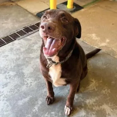 An adult large-sized male Chocolate Labrador Retriever dog named Buddy for adoption in Columbia, SC