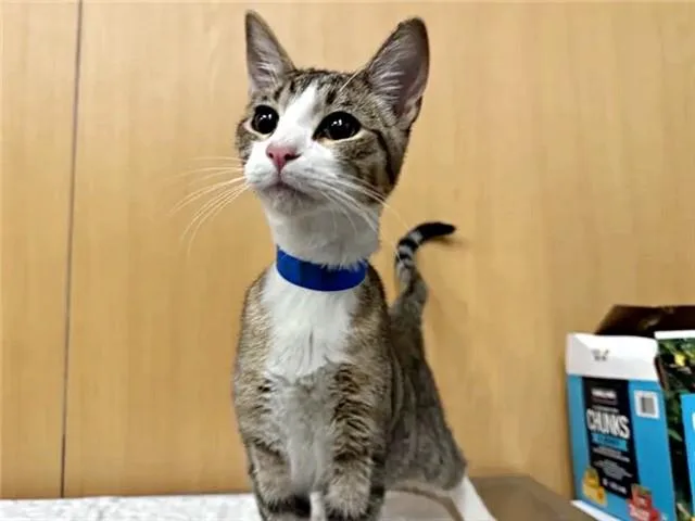A young small-sized male Domestic Short Hair cat named Meeko for adoption in Saint Louis, MO