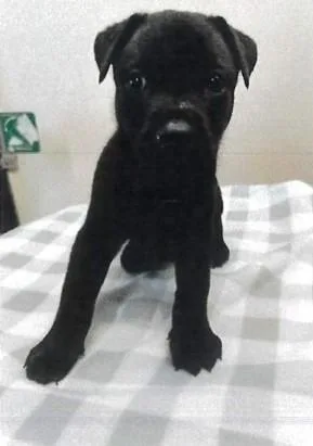 A baby small-sized male German Shepherd Dog dog named JL  Jaguar for adoption in Vancouver, WA