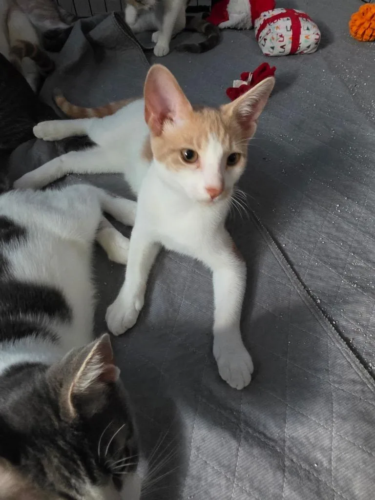 A baby medium-sized male Domestic Short Hair cat named Milo for adoption in Tampa, FL