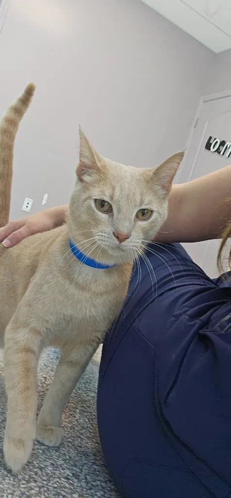 A young large-sized male Domestic Short Hair cat named Sunny for adoption in Athens, TN
