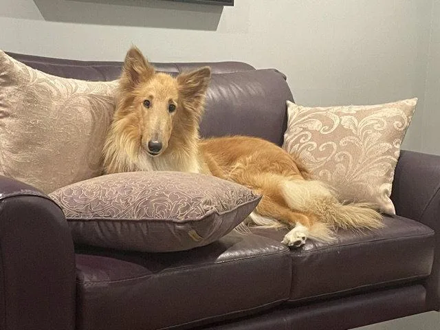 An adult medium-sized female Collie dog named Ruki for adoption in Chantilly, VA