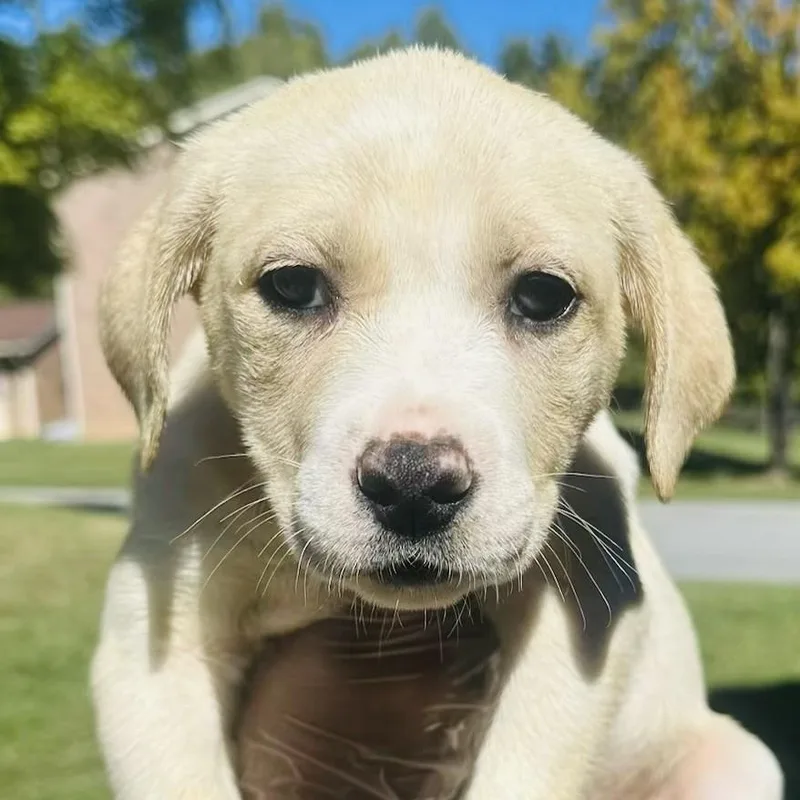 A baby large-sized female Mastiff dog named London for adoption in Albany, NY