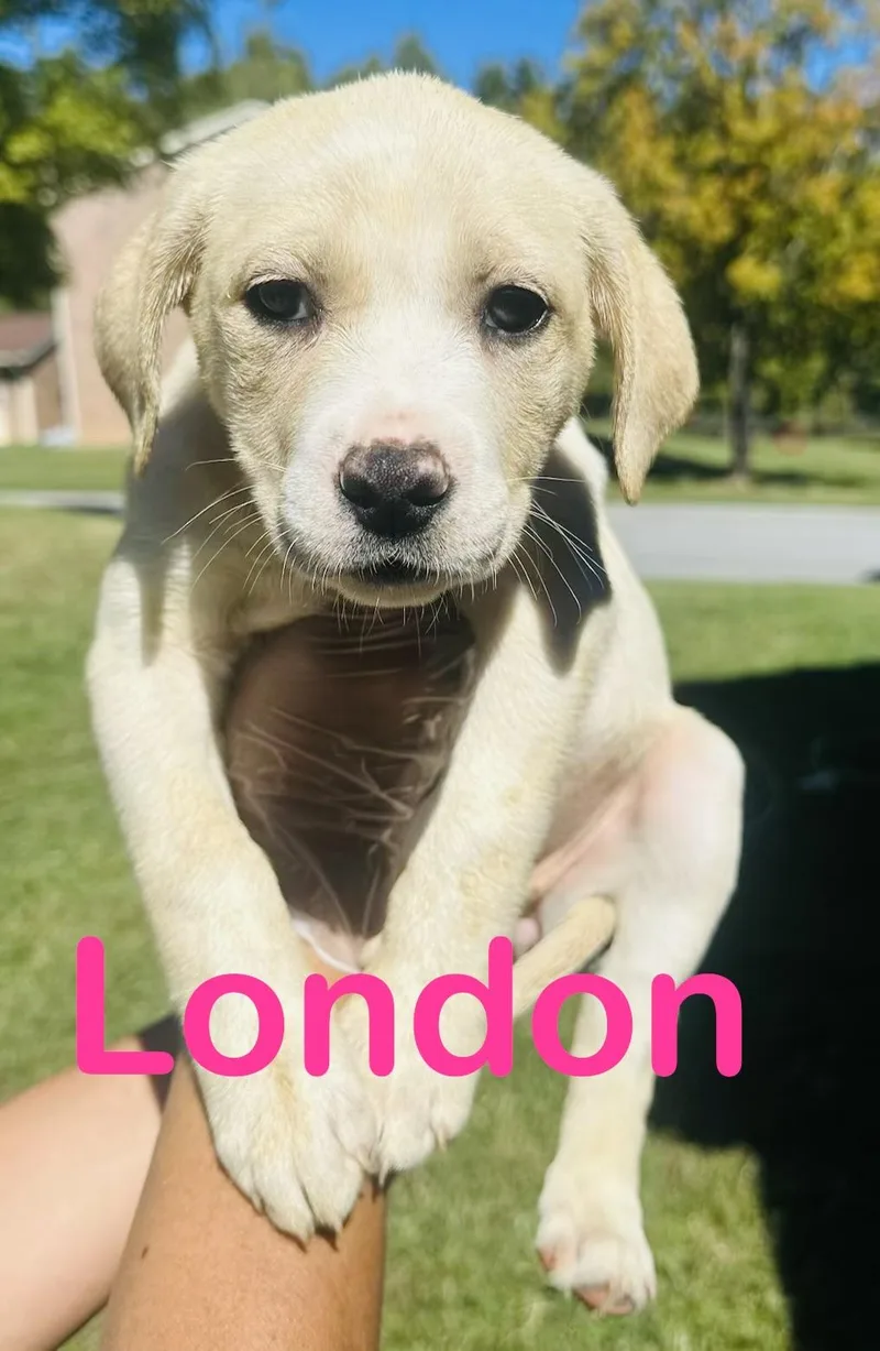 London thumbnail 2