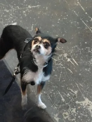An adult small-sized female Chihuahua dog named Coco for adoption in Cincinnati, OH
