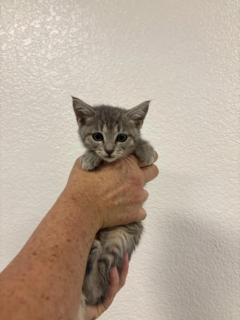 A baby medium-sized male Tabby cat named Beaker for adoption in Napa, CA
