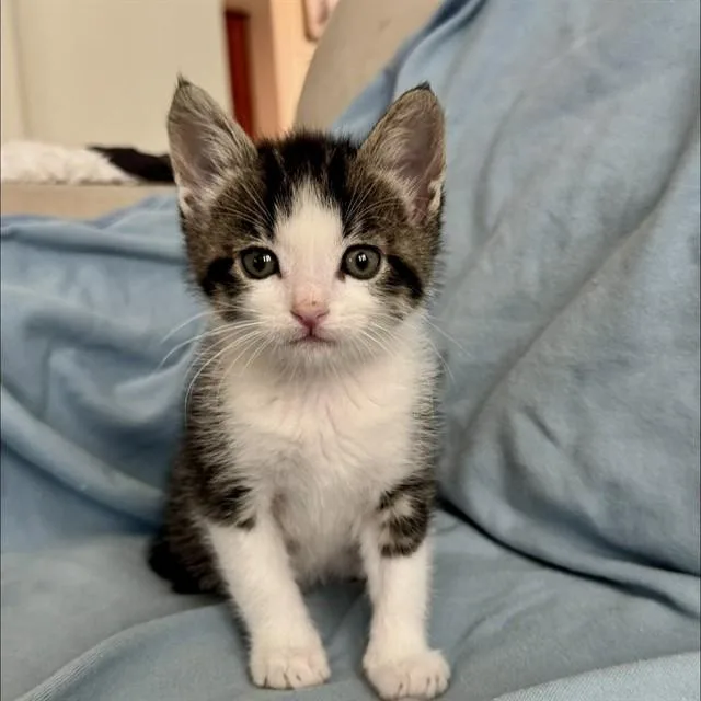 A baby small-sized male Domestic Short Hair cat named Pegasus for adoption in Auburn, CA