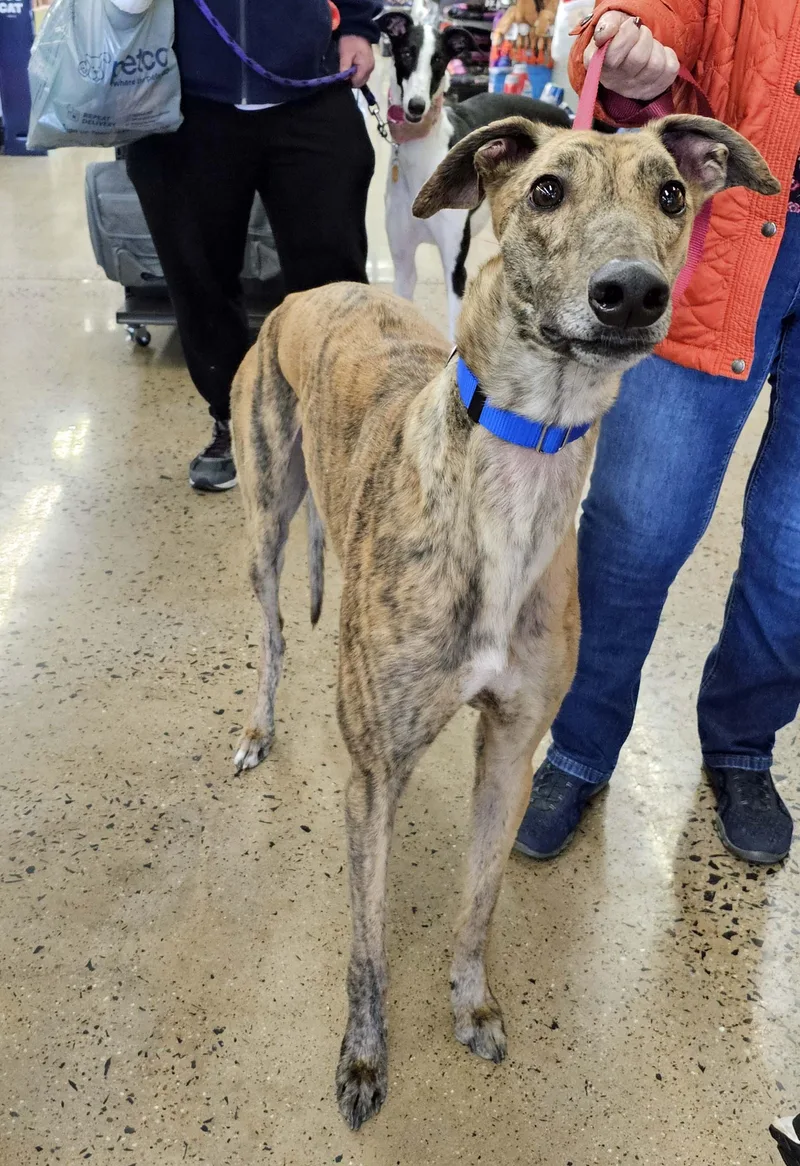 A young large-sized male Brindle Greyhound dog named Kevin for adoption in Allentown, PA