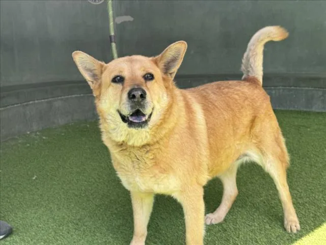 An adult medium-sized female German Shepherd Dog dog named Heidy for adoption in Van Nuys, CA