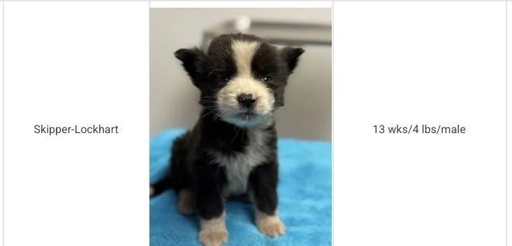 A baby small-sized male Tricolor (Brown, Black, & White) Australian Shepherd dog named Skipper for adoption in Aurora, CO
