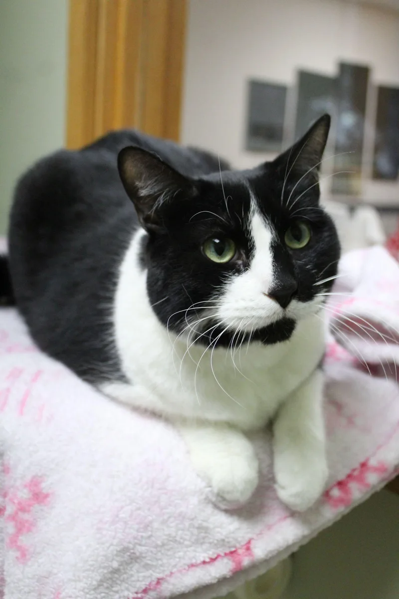 An adult medium-sized female Domestic Short Hair cat named Juniper for adoption in Portage, WI