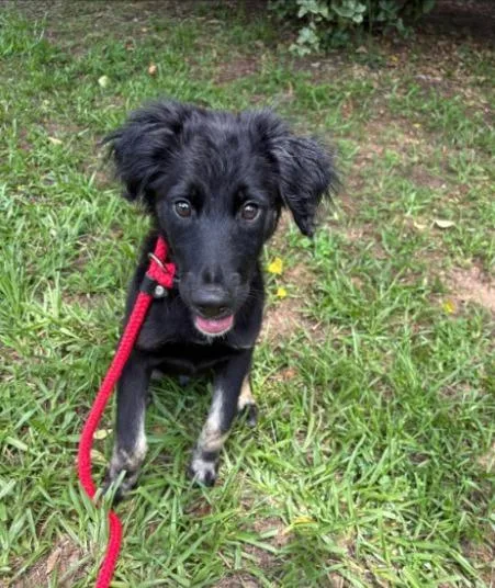 A baby medium-sized male German Shepherd Dog dog named Kenji for adoption in Madison, GA