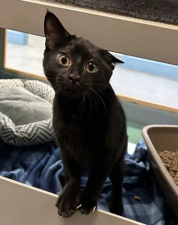 A young medium-sized male Black Domestic Short Hair cat named Mordecai for adoption in Suffolk, VA