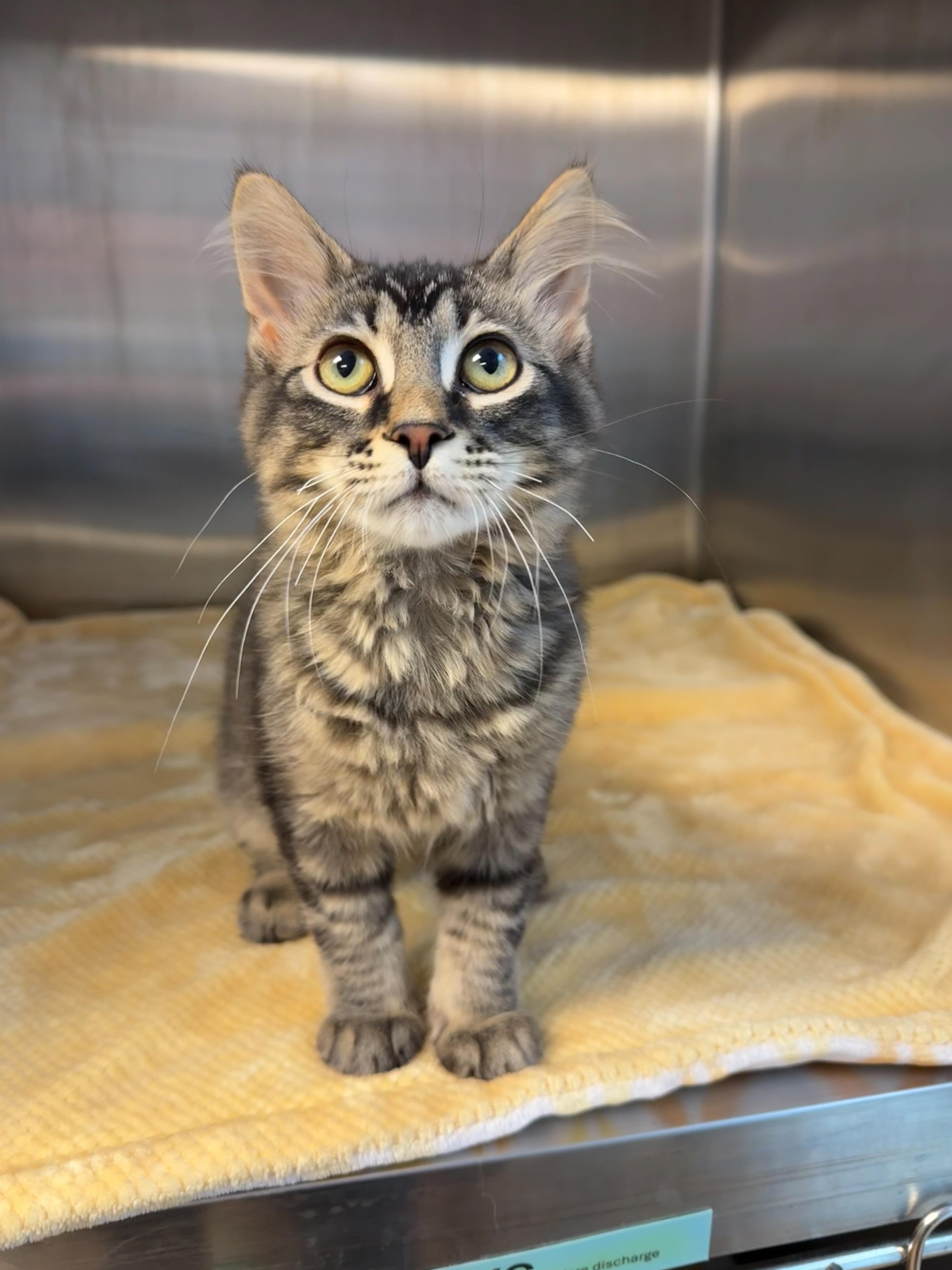 A baby small-sized female Tabby (Brown / Chocolate) Domestic Medium Hair cat named Raven for adoption in Toledo, OH