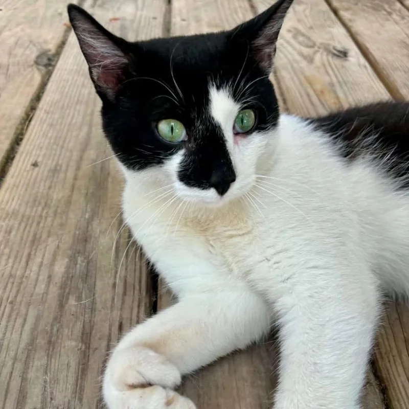 An adult medium-sized male Black Domestic Short Hair cat named Big Foot for adoption in Aldie, VA