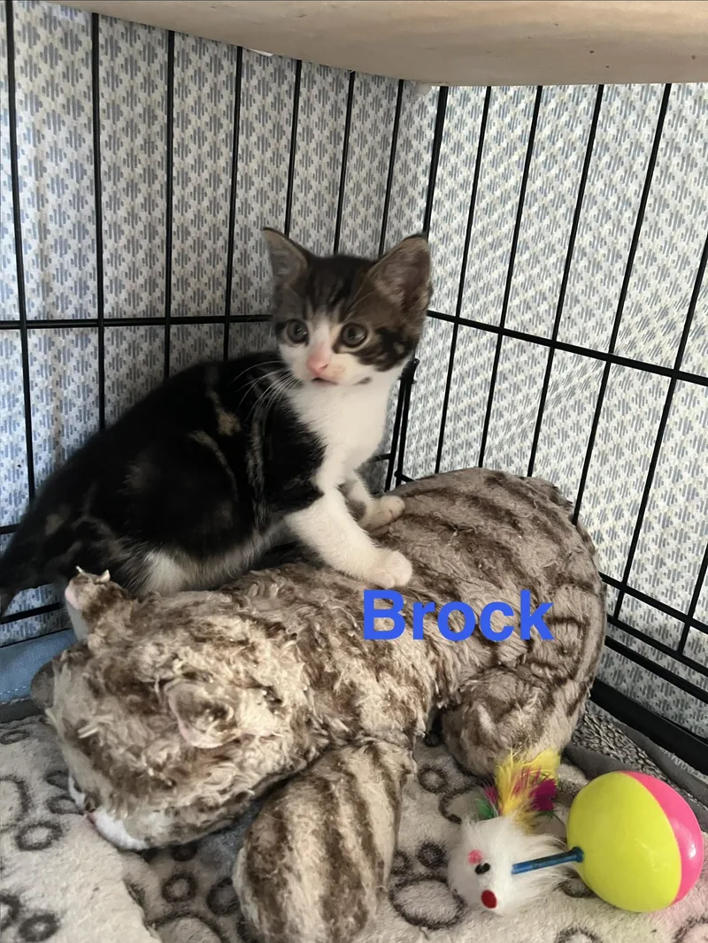A baby small-sized male White Domestic Short Hair cat named Brock for adoption in Manorville, NY