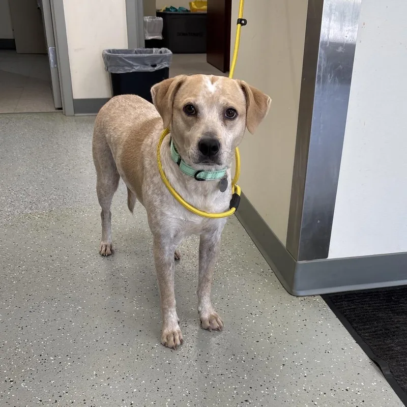 An adult medium-sized male Hound dog named Buddy Bear for adoption in Galax, VA