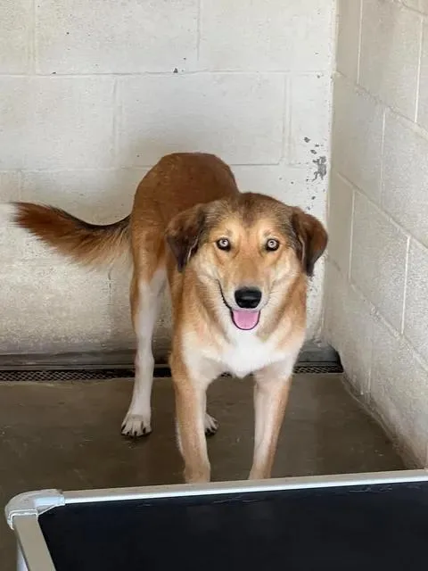 An adult medium-sized male Brown / Chocolate Shepherd dog named Leo for adoption in Port Lavaca, TX