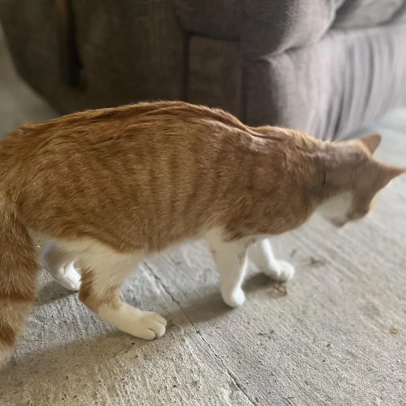 A young medium-sized female Orange / Red Domestic Short Hair cat named Cave Mom for adoption in Morganfield, KY