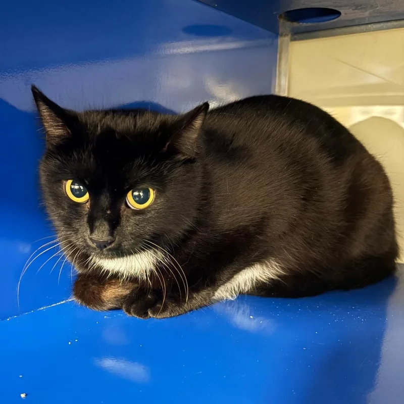An adult medium-sized female Black Domestic Short Hair cat named Flo  U for adoption in Tupelo, MS