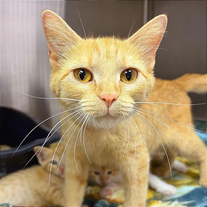 A young medium-sized female Orange / Red Domestic Short Hair cat named Kanga for adoption in Hannibal, MO