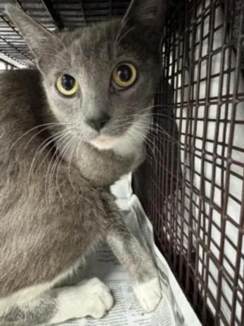 An adult large-sized female Domestic Short Hair cat named Xena for adoption in Los Angeles, CA