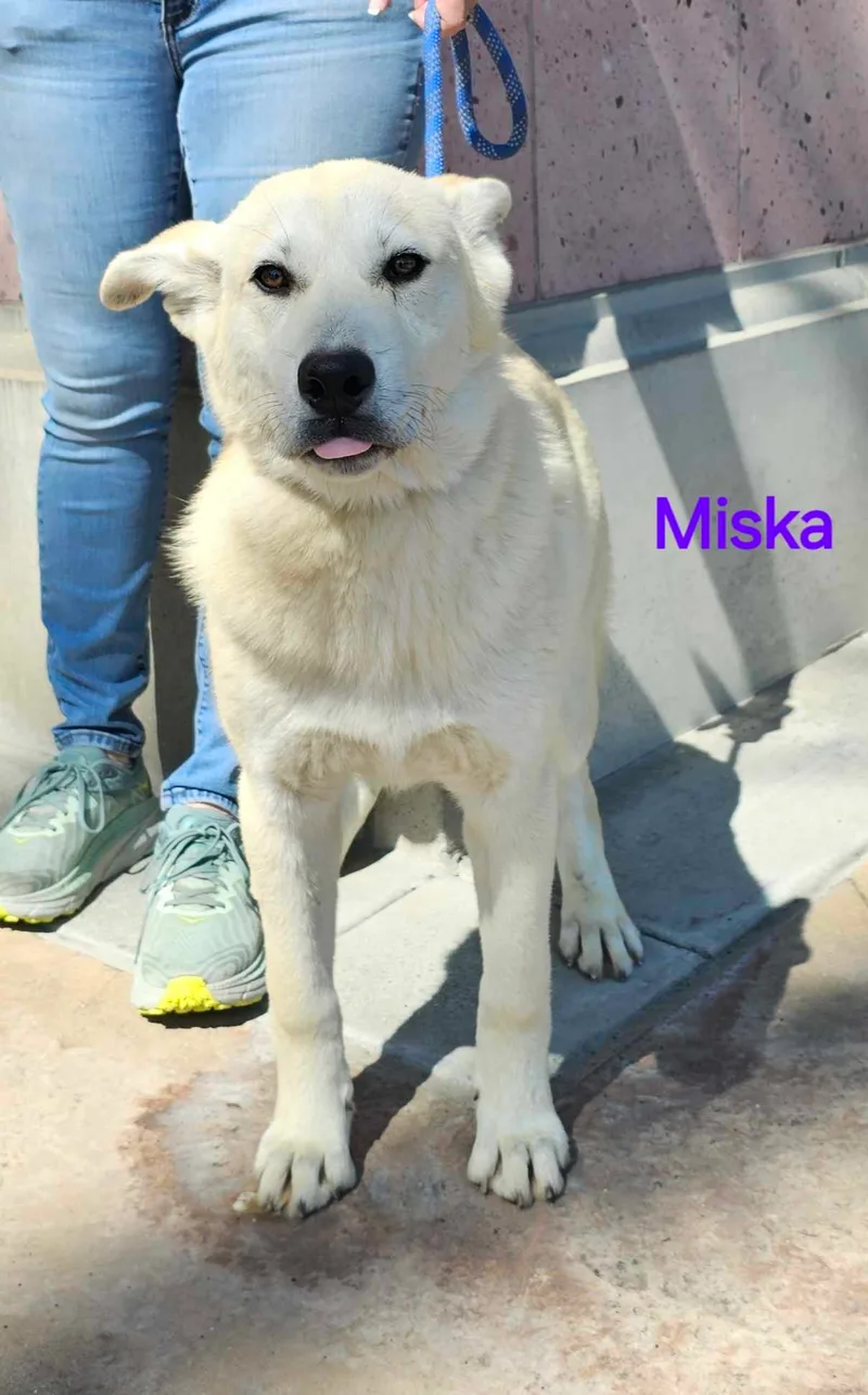 Miska thumbnail 5