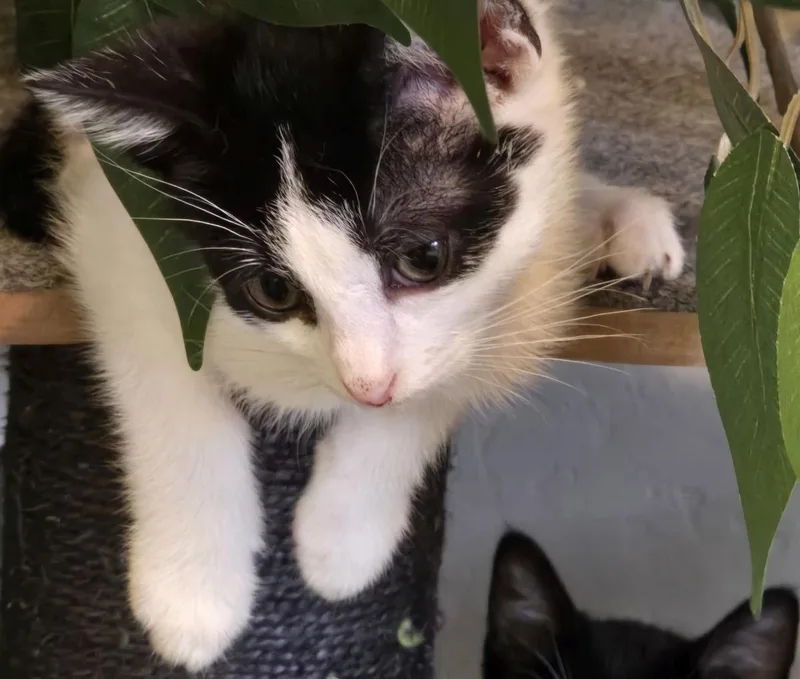 A baby small-sized male Black Domestic Short Hair cat named Pouncer Nightlight for adoption in Chandler, AZ