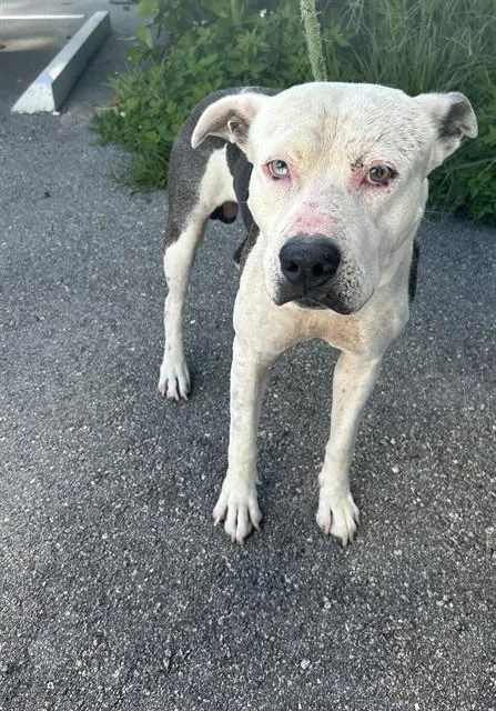 An adult large-sized male Pit Bull Terrier dog named Ocean for adoption in Miami, FL