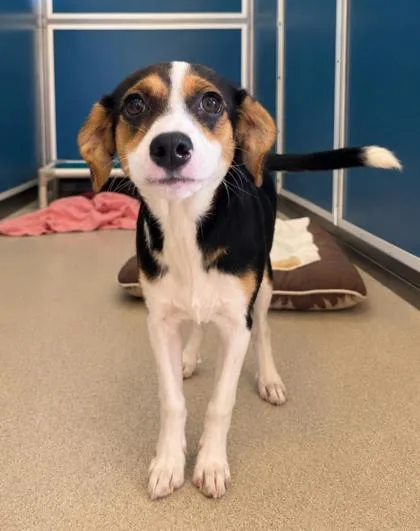 A baby small-sized female Terrier dog named Daisy for adoption in Honolulu, HI
